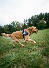 Howlr No-Pull Harness